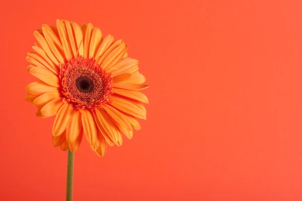 stock image Orange gerbera flower