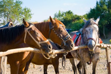 Horses clipart