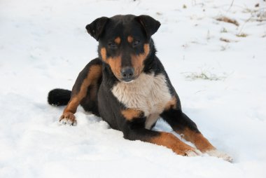 köpek yalanlar üzerine bir kar