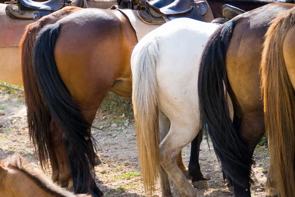 Hästar croups — Stockfoto