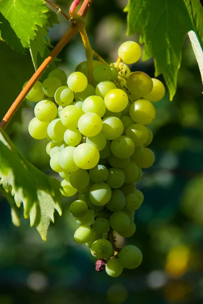 stock image A bunch of grape