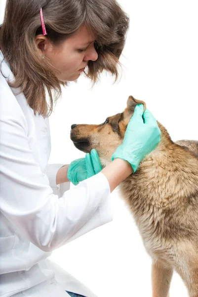 犬の検査 — ストック写真