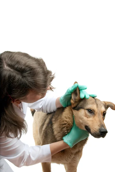 Dog inspection — Stock Photo, Image