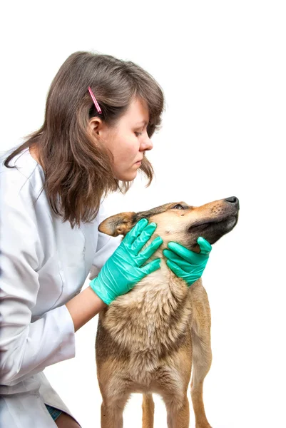Hund inspektion — Stockfoto