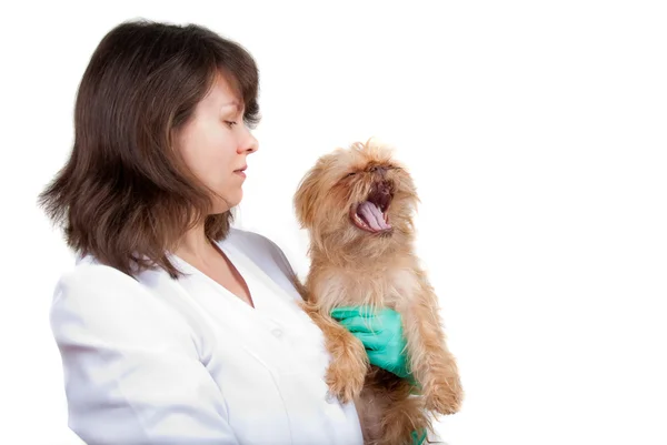 In a vet clinic — Stock Photo, Image