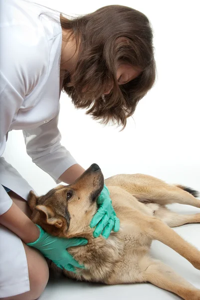 犬の検査 — ストック写真