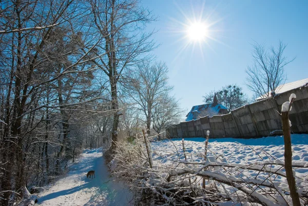 Zonnige winter — Stockfoto