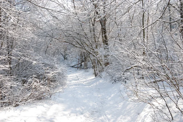 Inverno em uma floresta — Fotografia de Stock