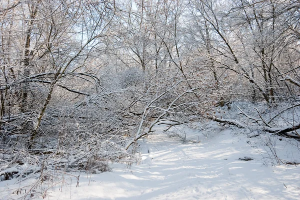 Inverno in una foresta — Foto Stock