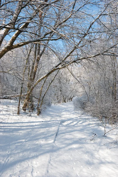 Winter in a forest — Stock Photo, Image