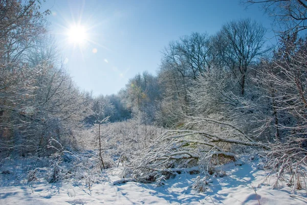 Χειμώνα σε ένα δάσος — Φωτογραφία Αρχείου