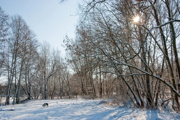 겨울 숲에서 — 스톡 사진