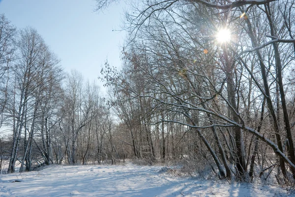 겨울 숲에서 — 스톡 사진