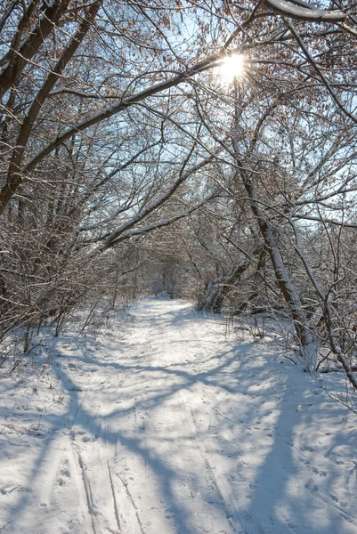 Inverno in una foresta — Foto Stock