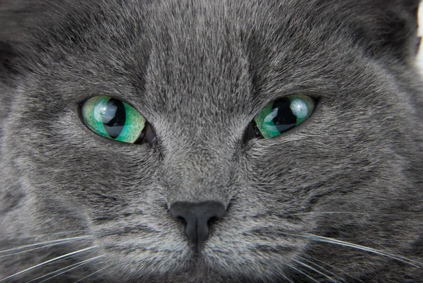Сірий кіт — стокове фото