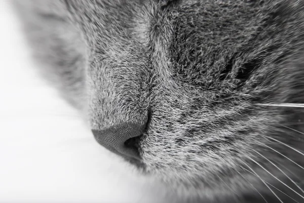Серый котенок — стоковое фото