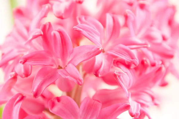 Hyacinth close-up — Fotografia de Stock