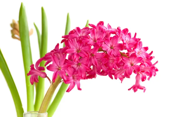Hyacinth zblízka — Stock fotografie
