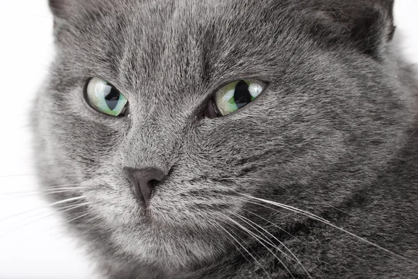 Grey cat — Stock Photo, Image