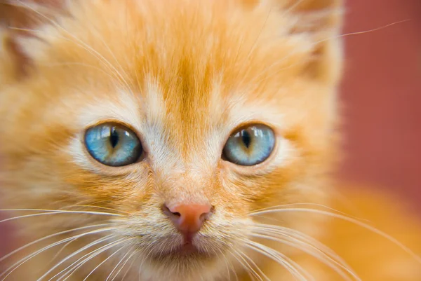 Fluffiga röda kattunge — Stockfoto