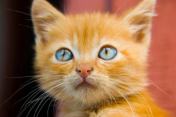 Gattino rosso soffice — Foto Stock