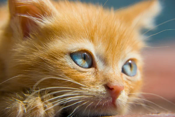 Fluffy red kitten — Stock Photo, Image