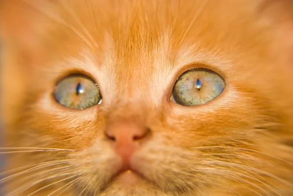 Пушистый красный котенок — стоковое фото