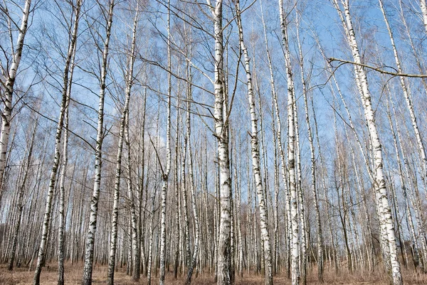 Birch trunks — Stock Photo, Image