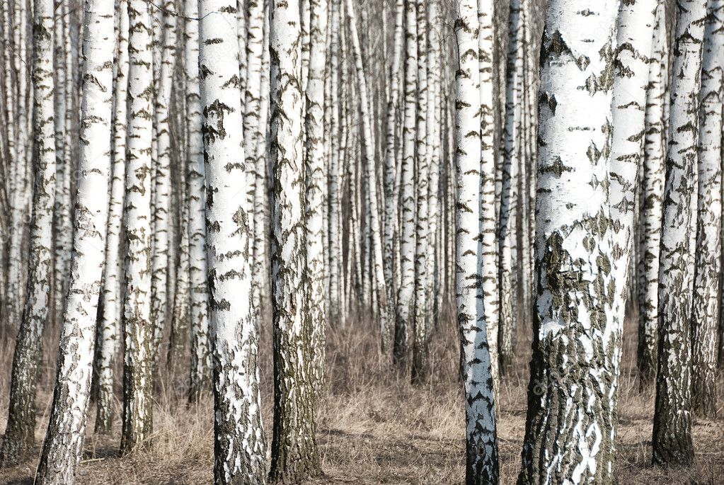 Birch trunks