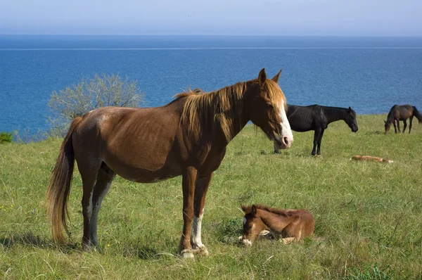 Лошади пасутся на лугу у моря — стоковое фото