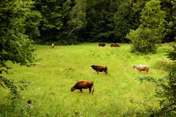 Uma manada de vacas pastando em um prado — Fotografia de Stock