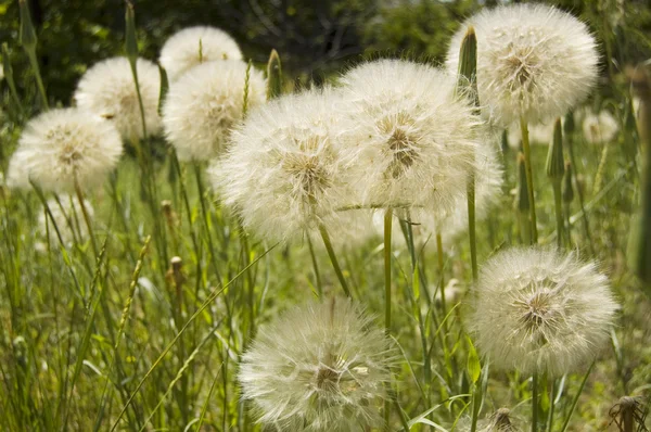 Dandelions yeşil çayır üzerinde