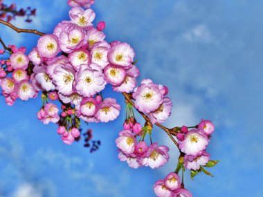 Blossom clipart