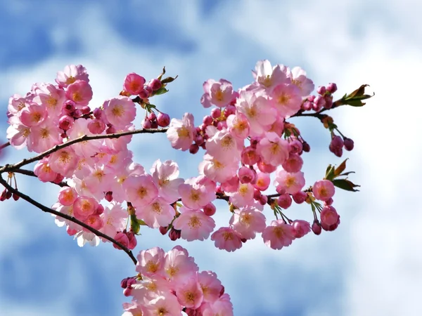 Puha blossom — Stock Fotó