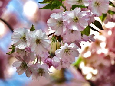 Blossom in spring clipart