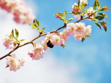 Japanese cherry tree clipart