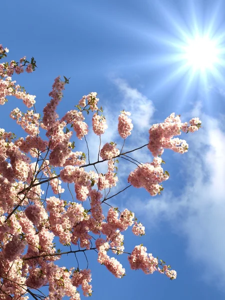 Японское вишневое дерево — стоковое фото