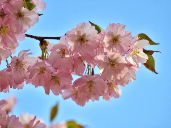 Beleza na primavera — Fotografia de Stock