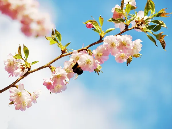 Japanese cherry tree — Stock Photo, Image
