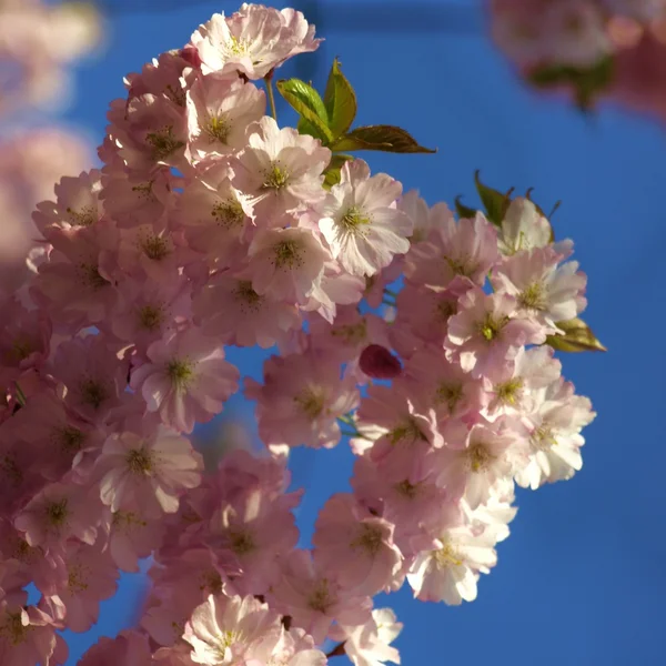 Japanese cherry tree blossom — Stock Photo, Image