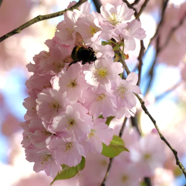 Japanese cherry tree — Stock Photo, Image