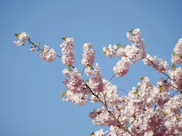 Japońskie wiśniowe drzewo — Zdjęcie stockowe