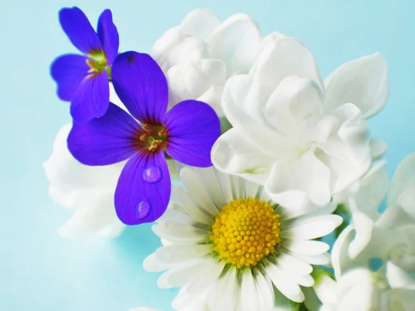 Όμορφα λουλούδια - μακροεντολή — Φωτογραφία Αρχείου