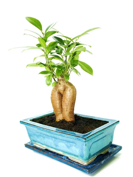 stock image Ficus