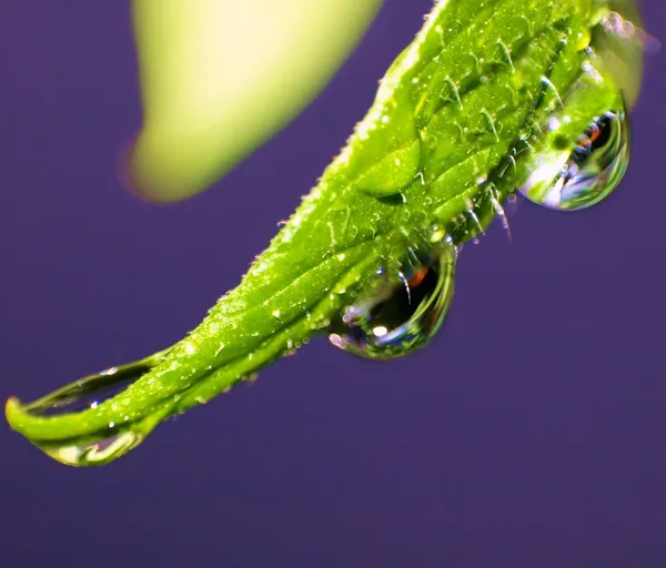 stock image Rain drops