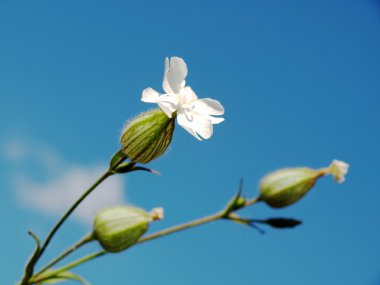 White Flower clipart