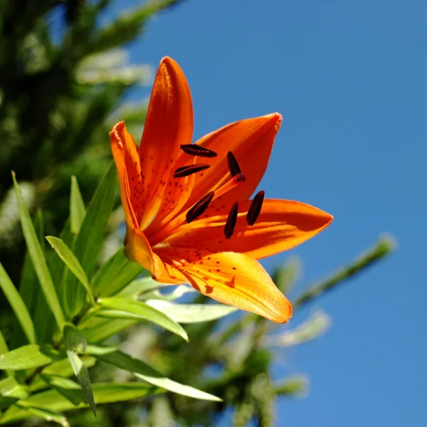 stock image Lily in sunshine