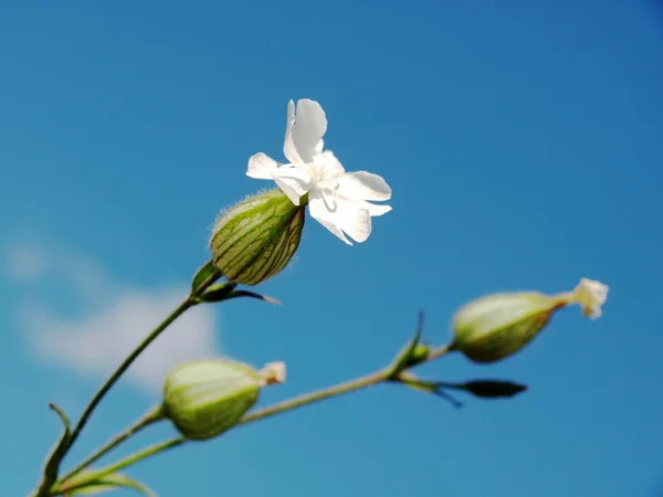 Λευκό λουλούδι Εικόνα Αρχείου