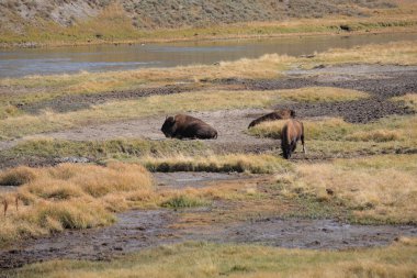 yellowstone Parkı - Buffalo otlatma