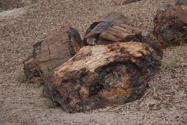 Stock image Petrified Wood